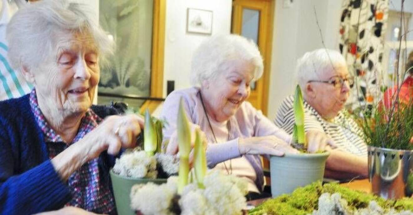 Marianne och Dali planterar amaryllis.