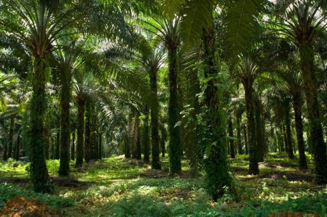 Palmodling på Sumatra, Indonesien.