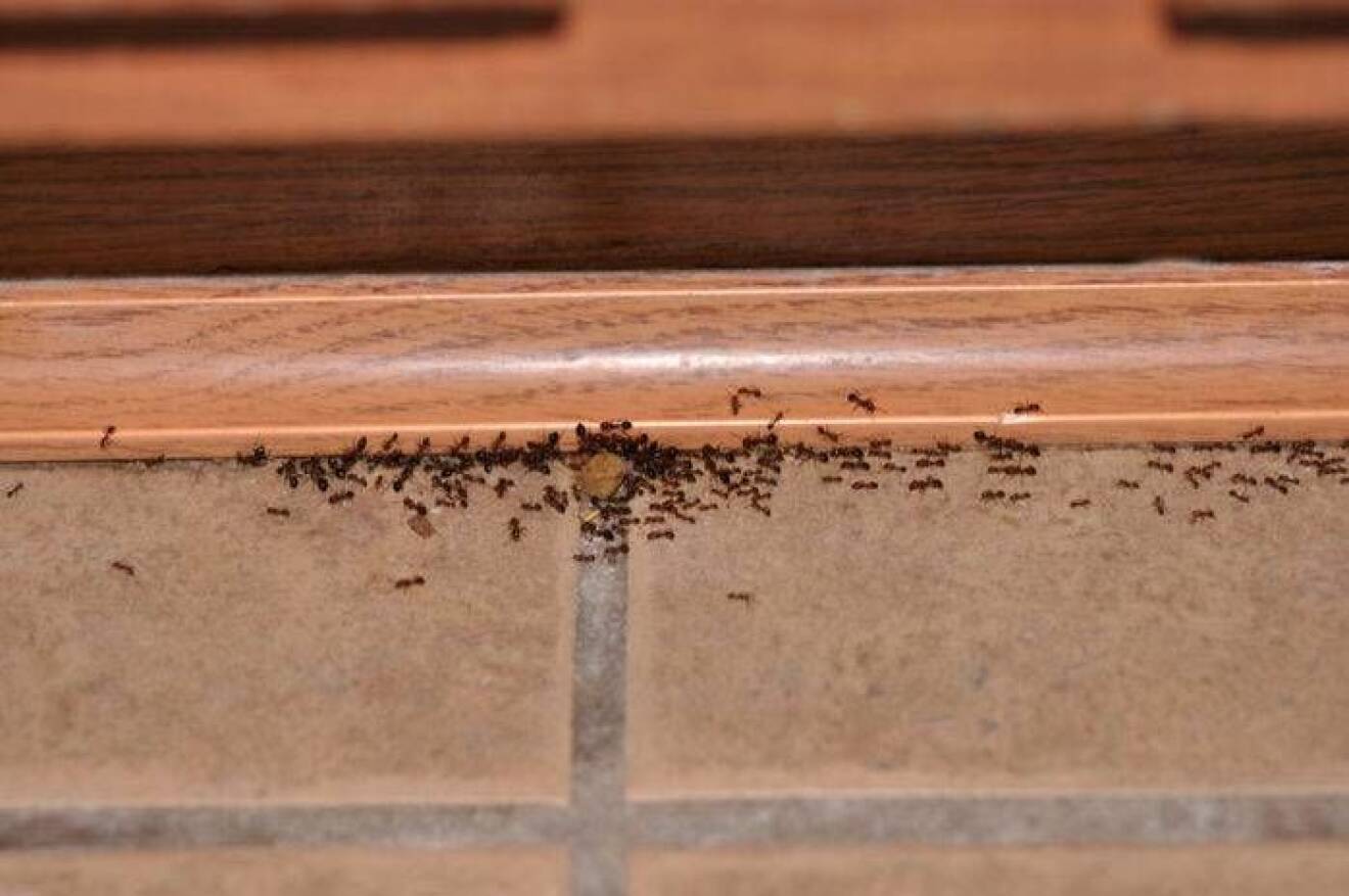 Myror inomhus