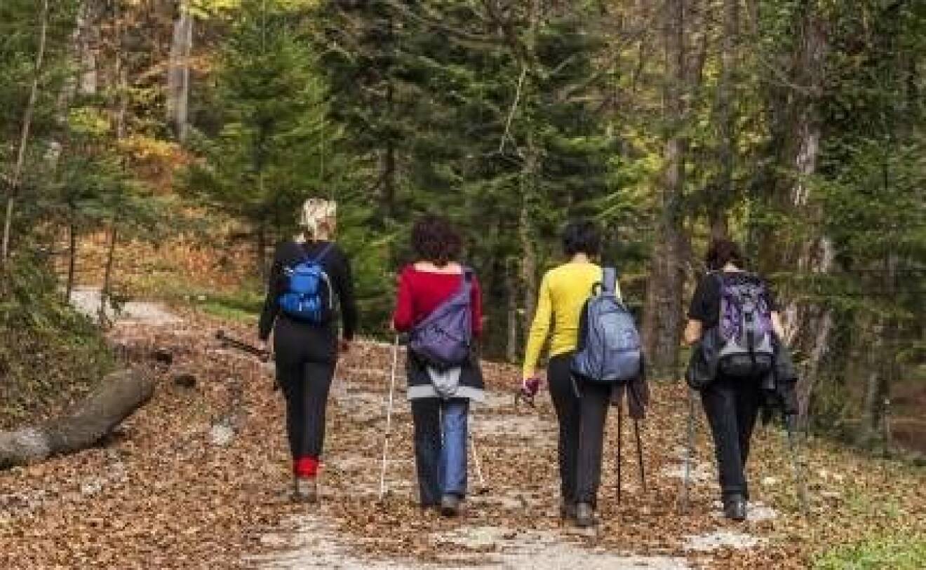 Fyra kvinnor promenerar i skogen