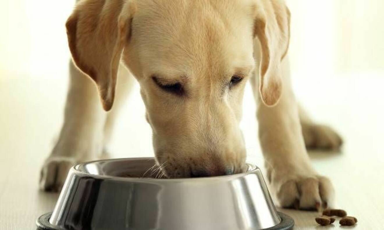 Törstig hundvalp