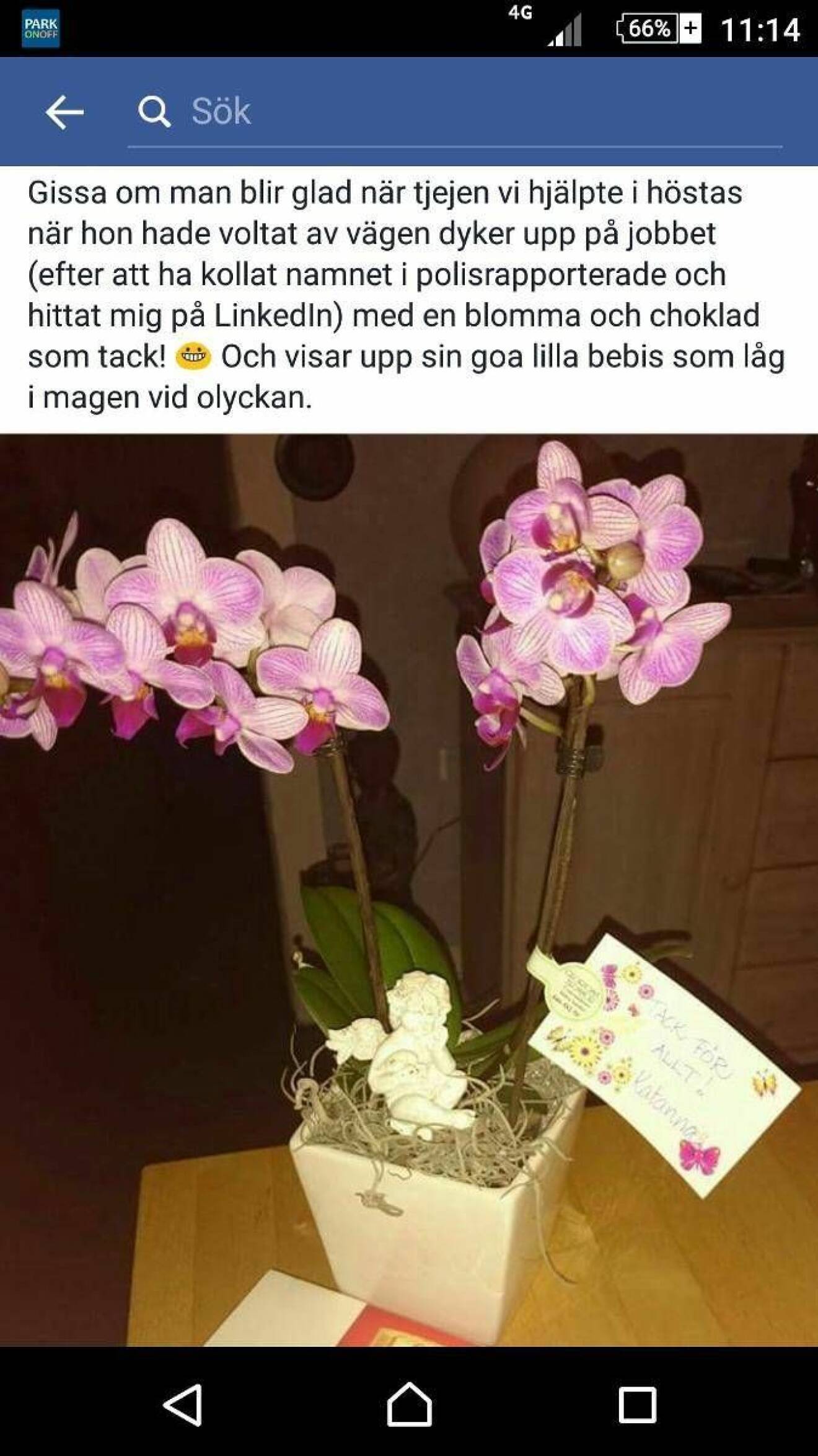 Orkidéen som Helena fick som tack