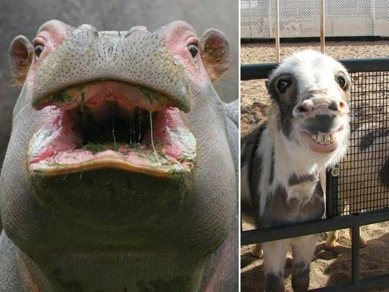Djur med mat mellan tänderna