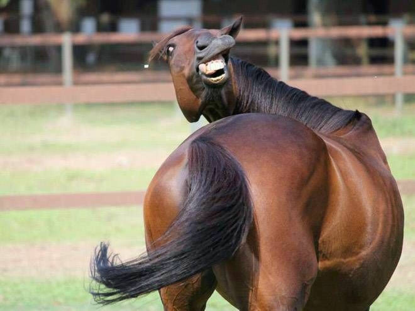 Häst som ser rolig ut