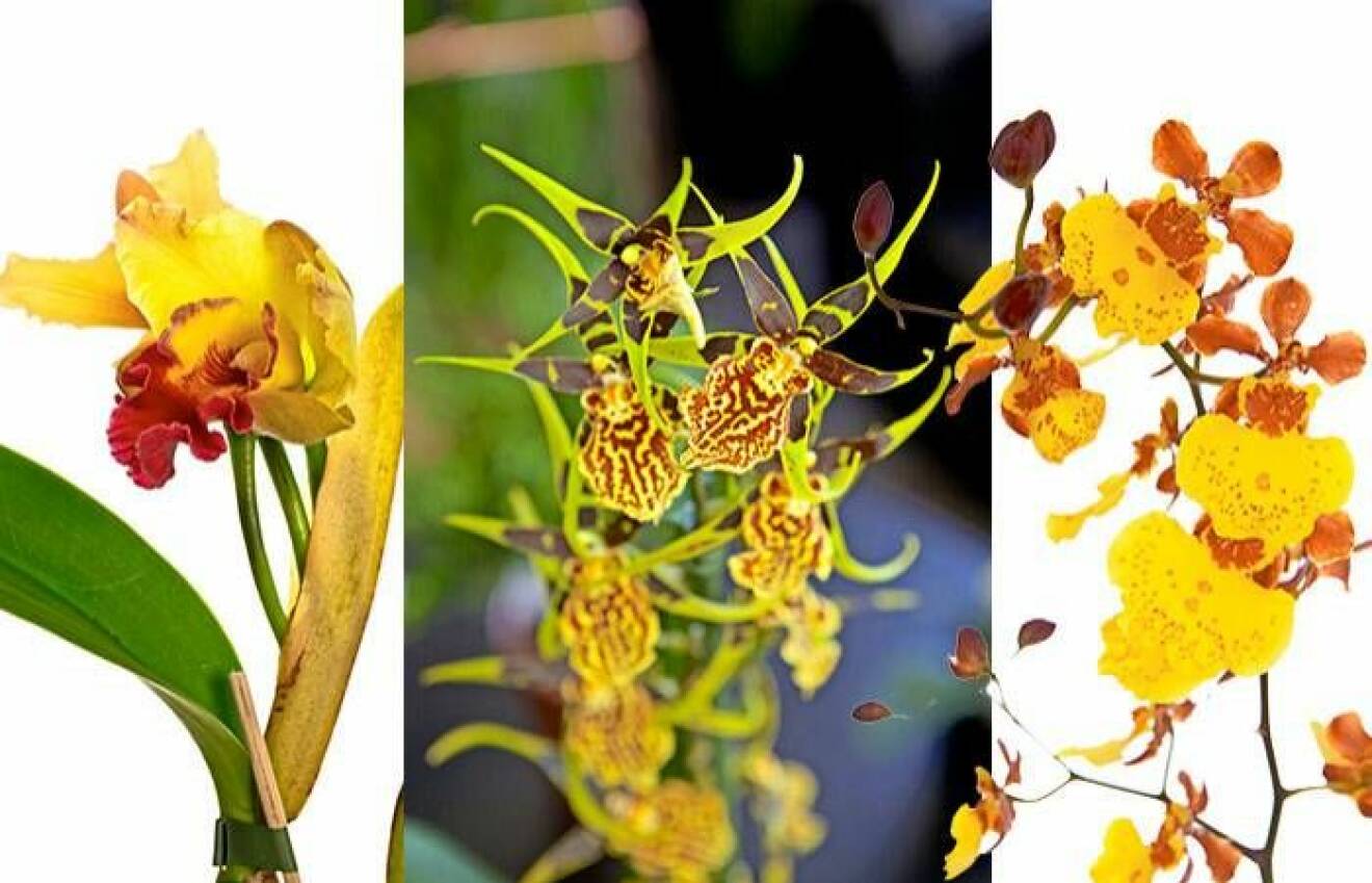 Gula orkidéer
