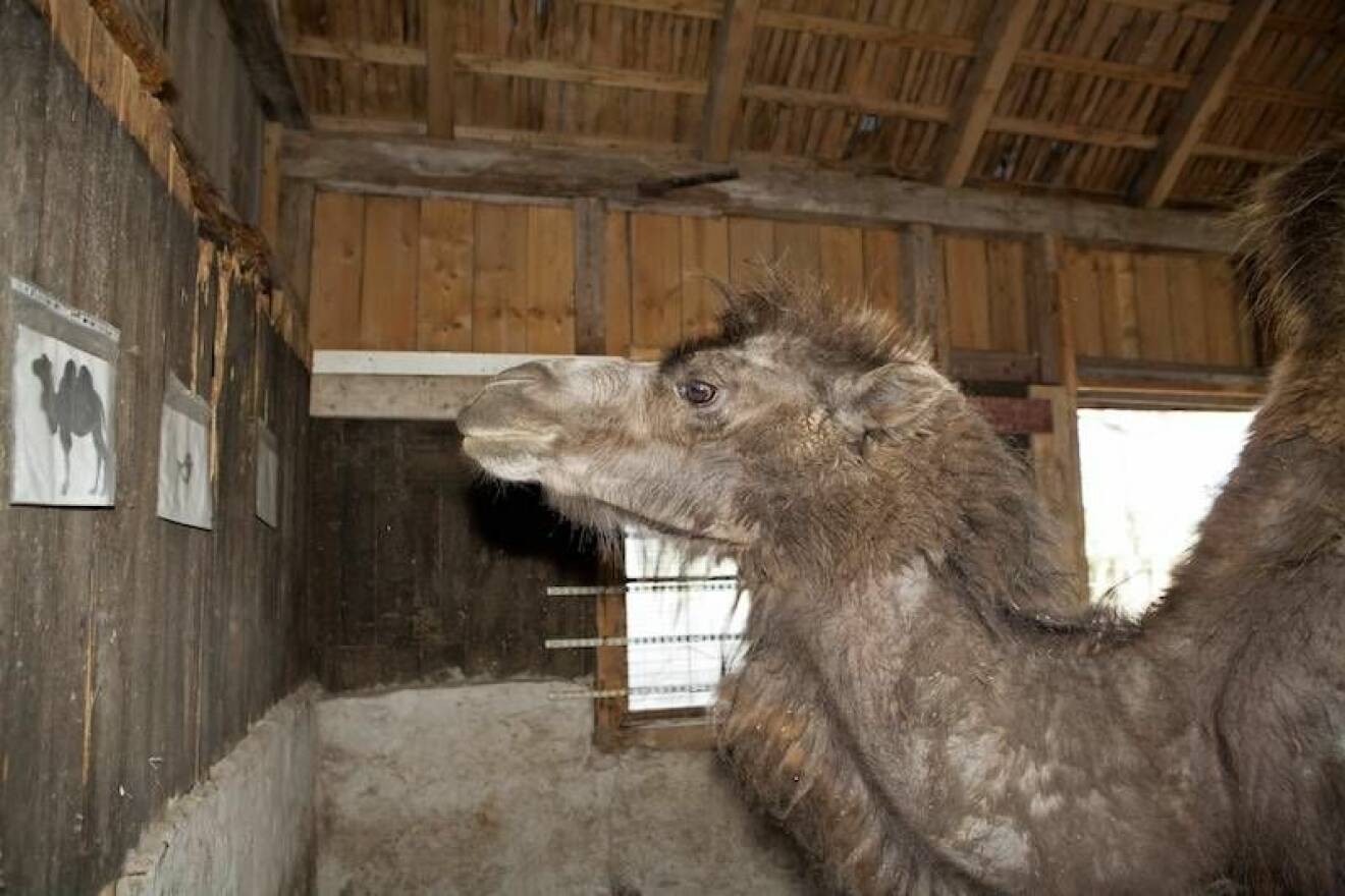 Kamelen Judit vet vilken djurbild hon ska pussa på: den med kamelen. 