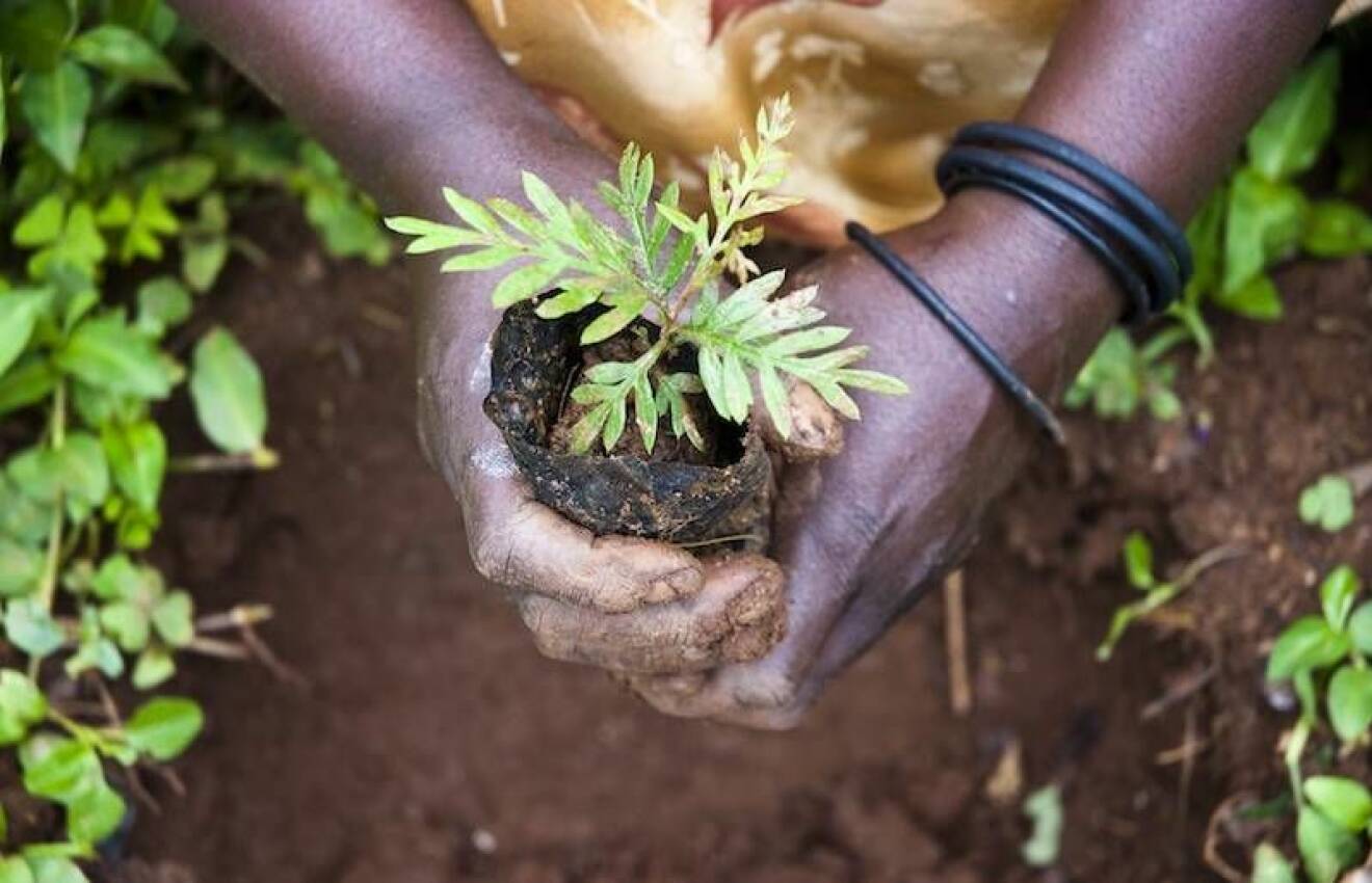 Vi-skogen planterar träd som hjälper människor ur fattigdom i östra Afrika. En bra julklapp till någon du tycker om.