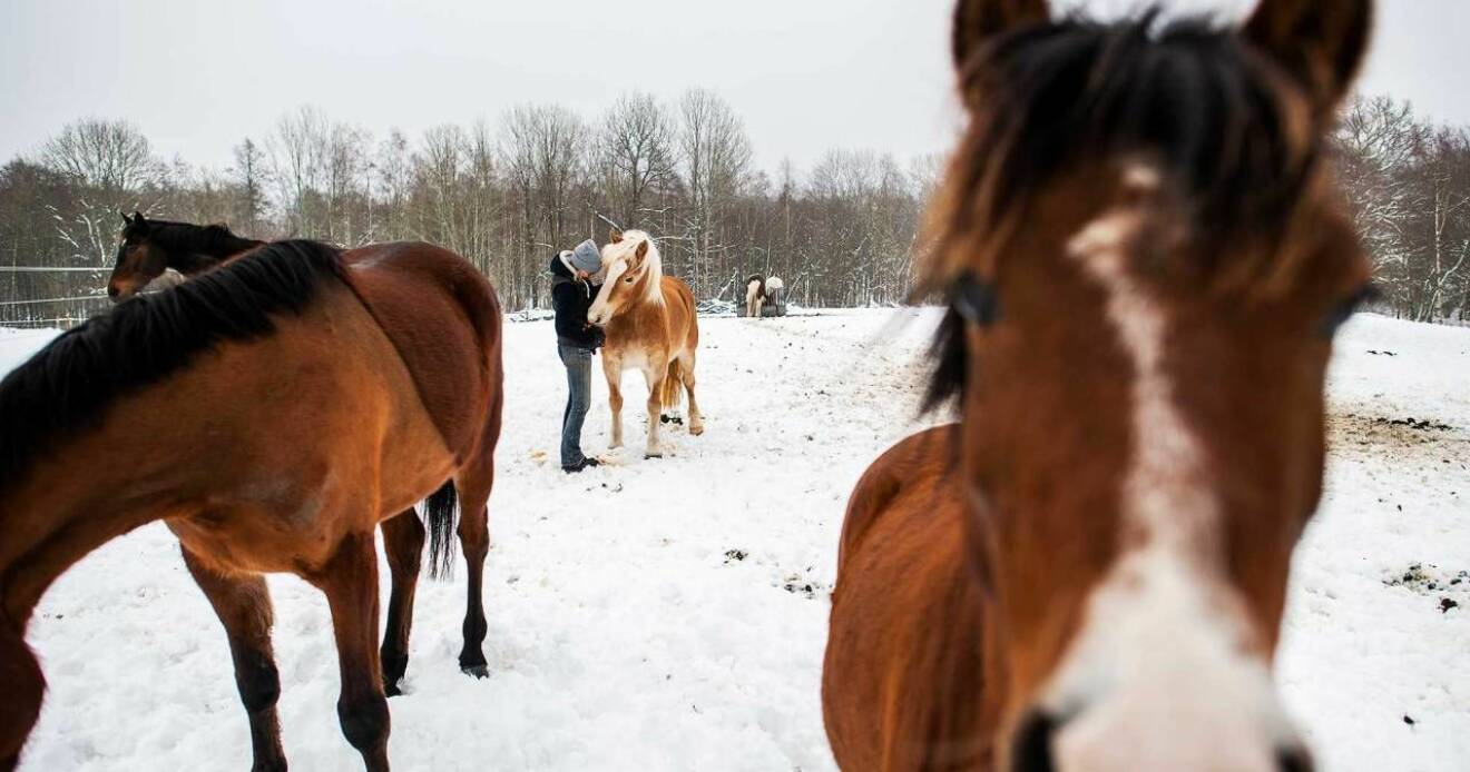 En som jobbade på kvinnojouren tog hand om en av Carinas hästar privat så att Carina kunde undkomma sin sambo. Foto: Birgitta Wiberg