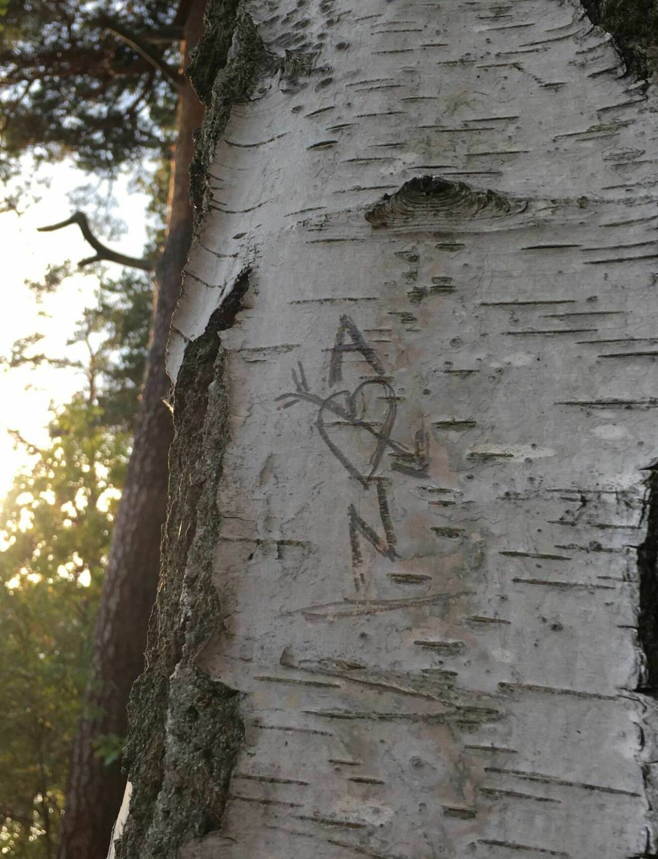 Anders och Nahids initialier inkarvade i ett träd