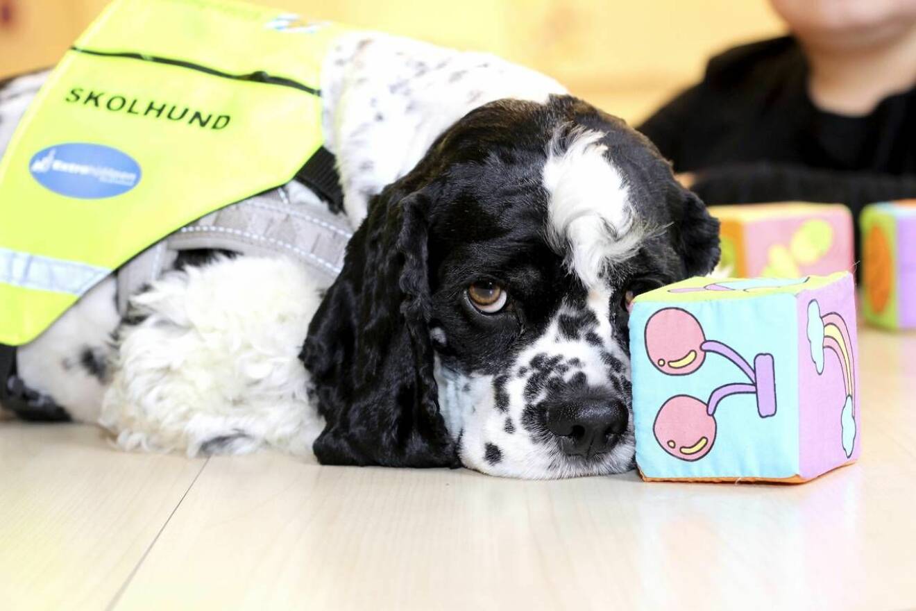 Skolhunden Bosse vilar på en leksak