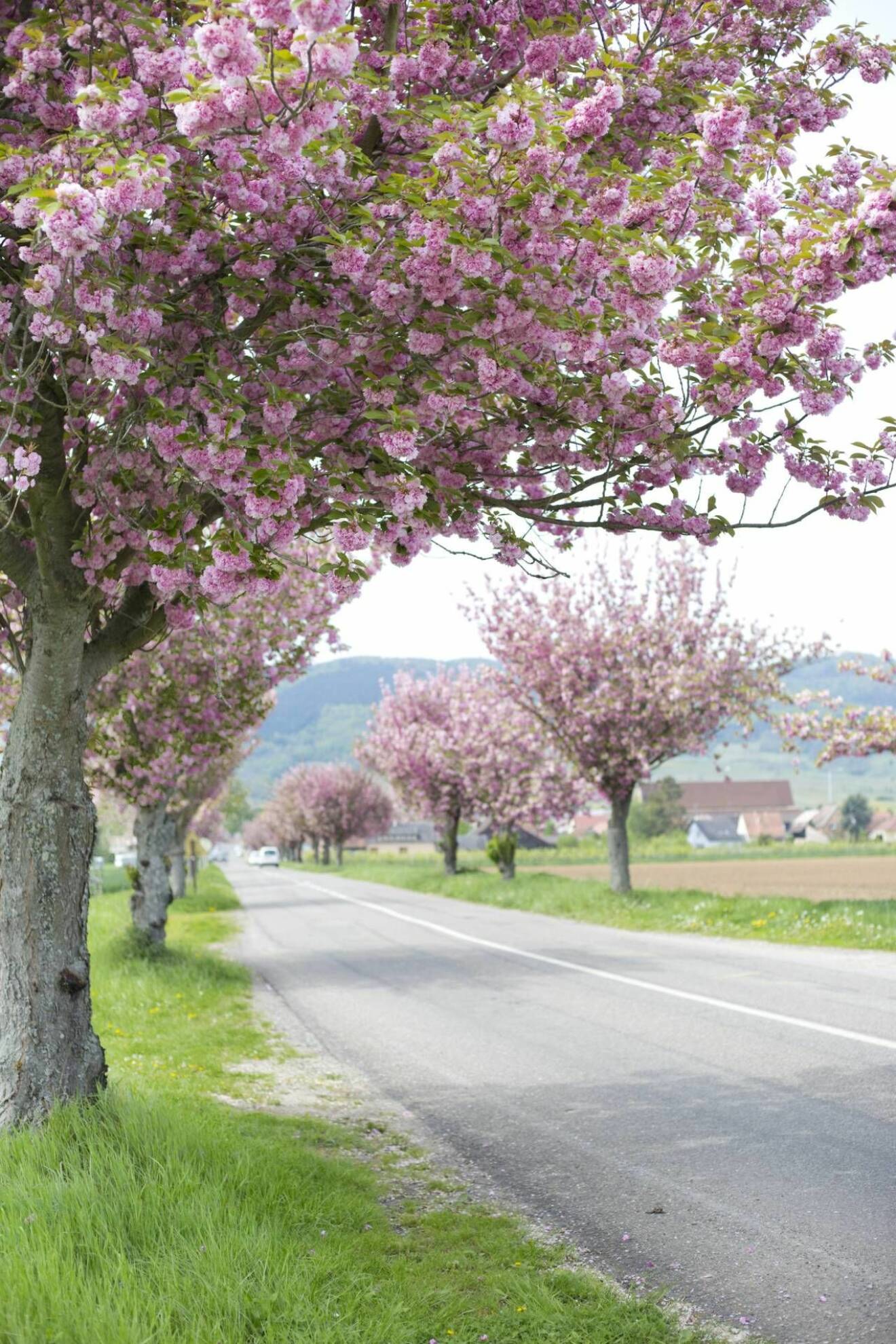 Blommande körsbärsträd kantar en väg. 