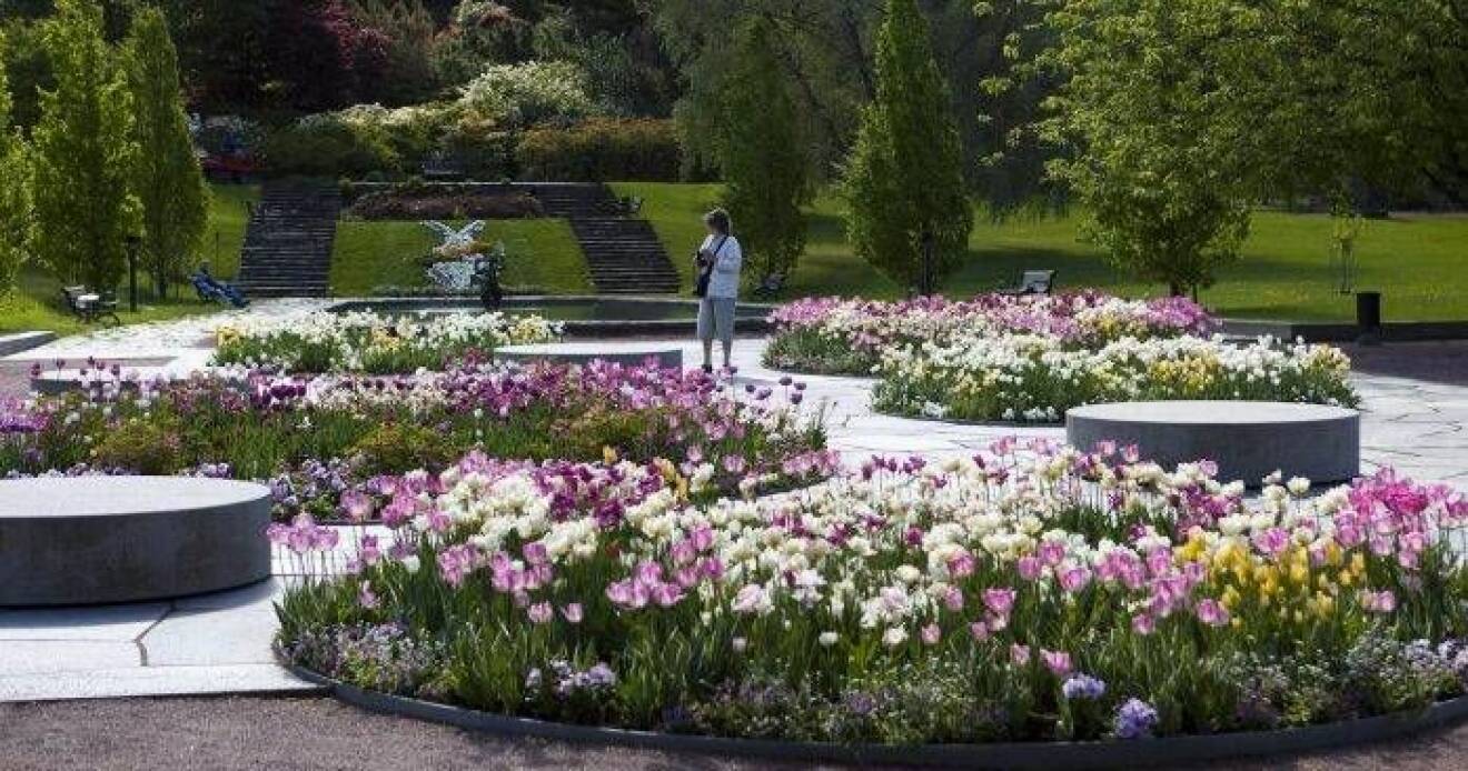 Blommor i botaniska trädgården i Göteborg