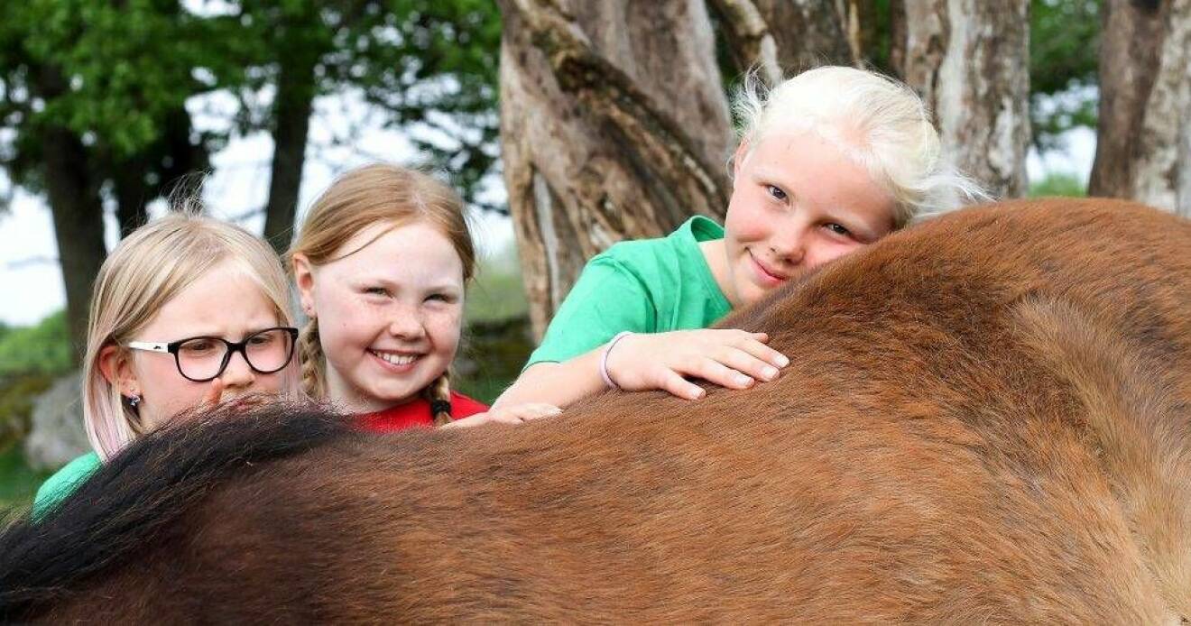 Barnen kelar med en häst på en 4H-gård.