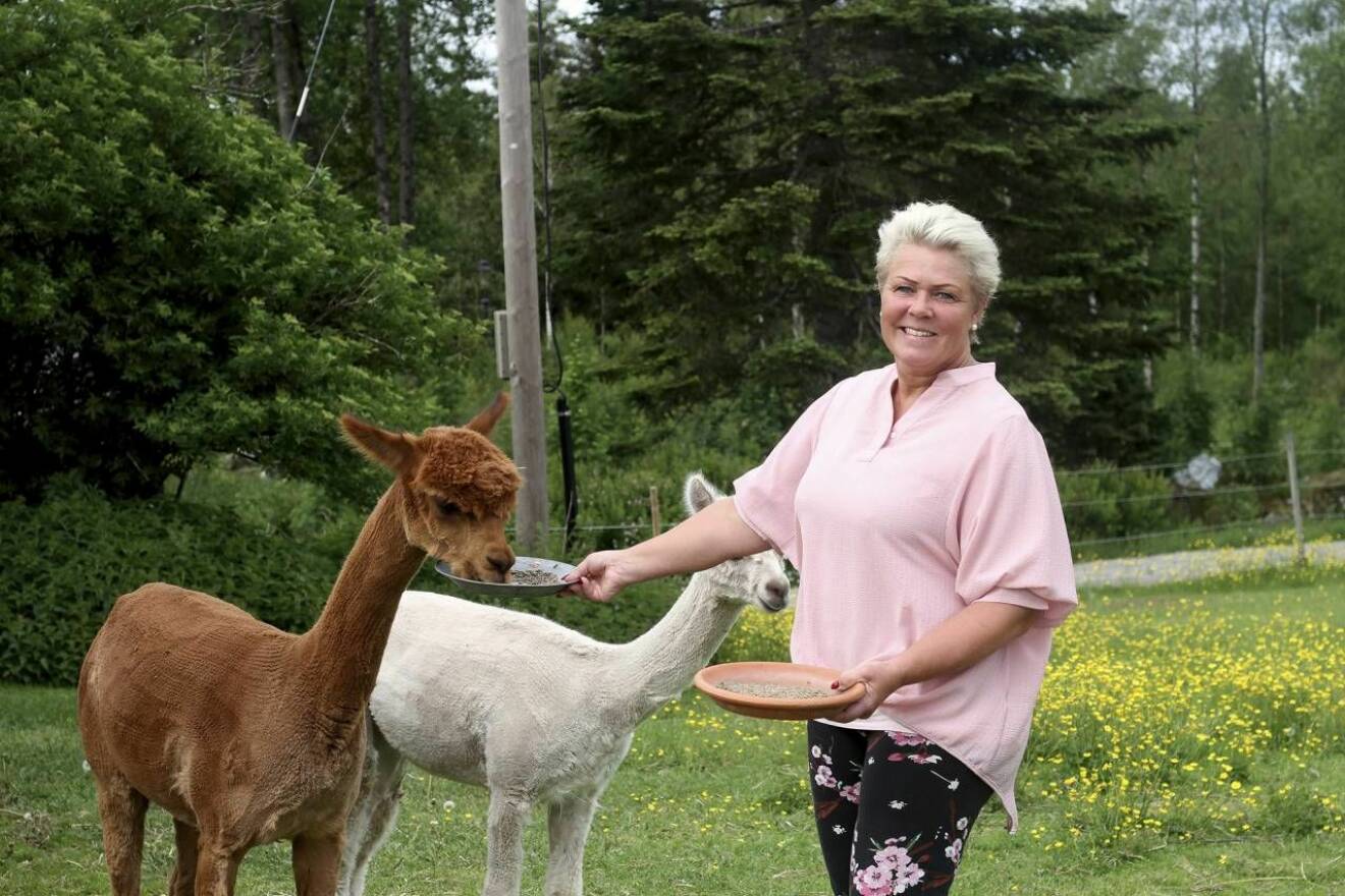 Marie Andersson matar sina alpackor i hagen