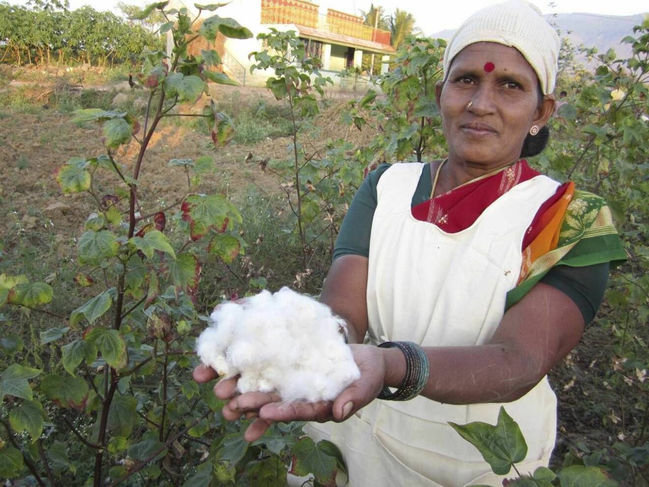 Kvinna i Indien visar upp odlad bomull i händerna