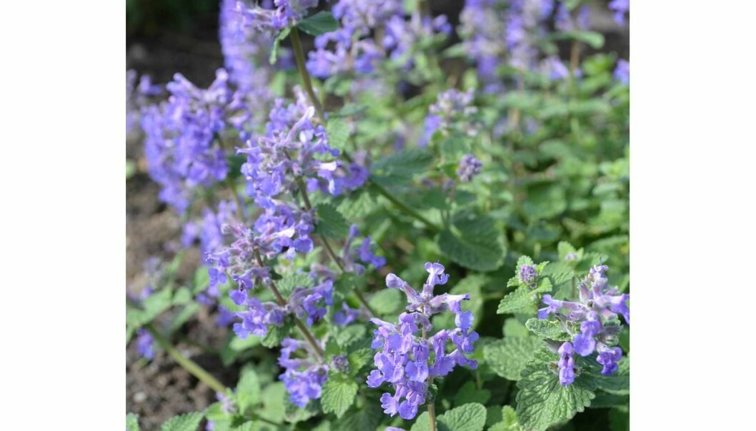 Foto: Blomsterlandet Bergnepetan Linghem