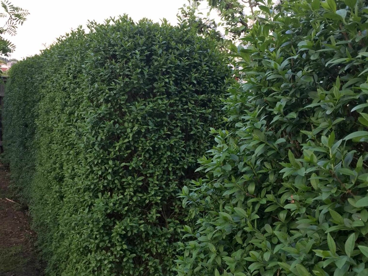 Liguster Ligustrum vulgare