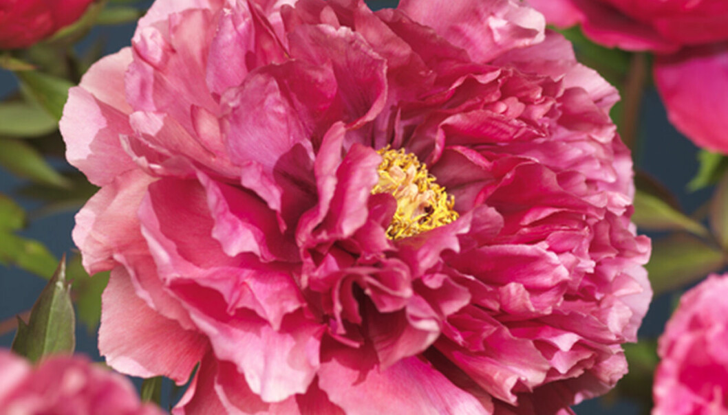 Foto: Plantagen buskpion