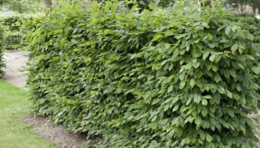Avenbok Carpinus betulus