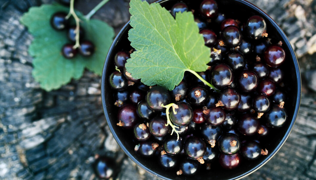 Foto: Shutterstock/TT Svarta vinbär i en skål.