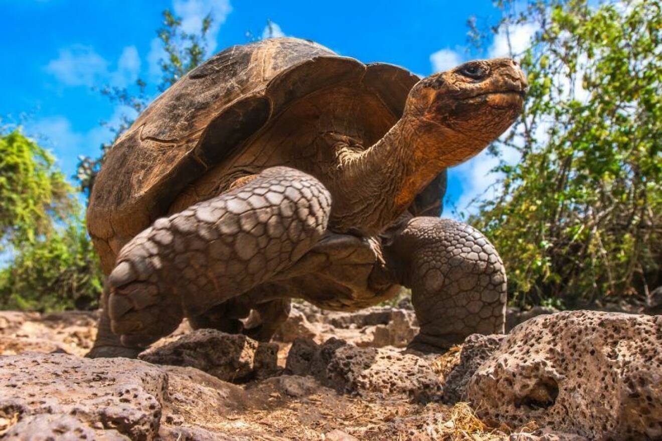 Galápagosöarna är kända bland annat för sina sköldpaddor.