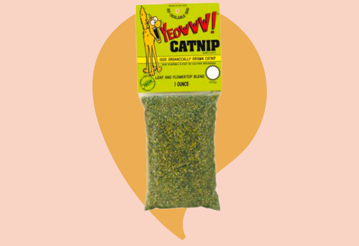 Kattmynta