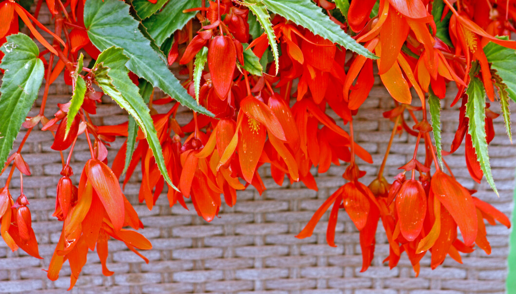 Foto: Shutterstock/TT Boliviabegonier.