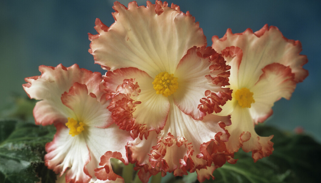 Foto: Science Photo Library/TT Begonia 'Crispa Marginata'