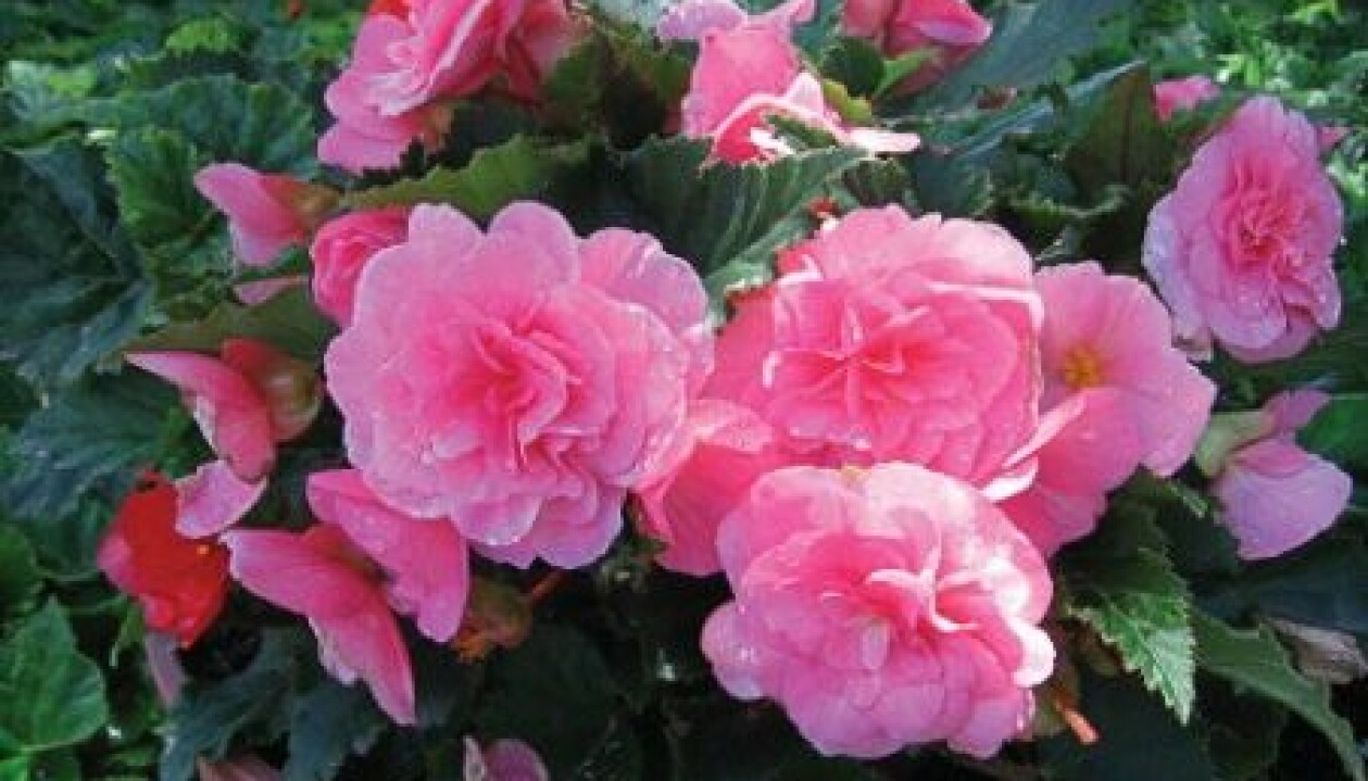Foto: Odla.nu Begonia Non Stop Roze