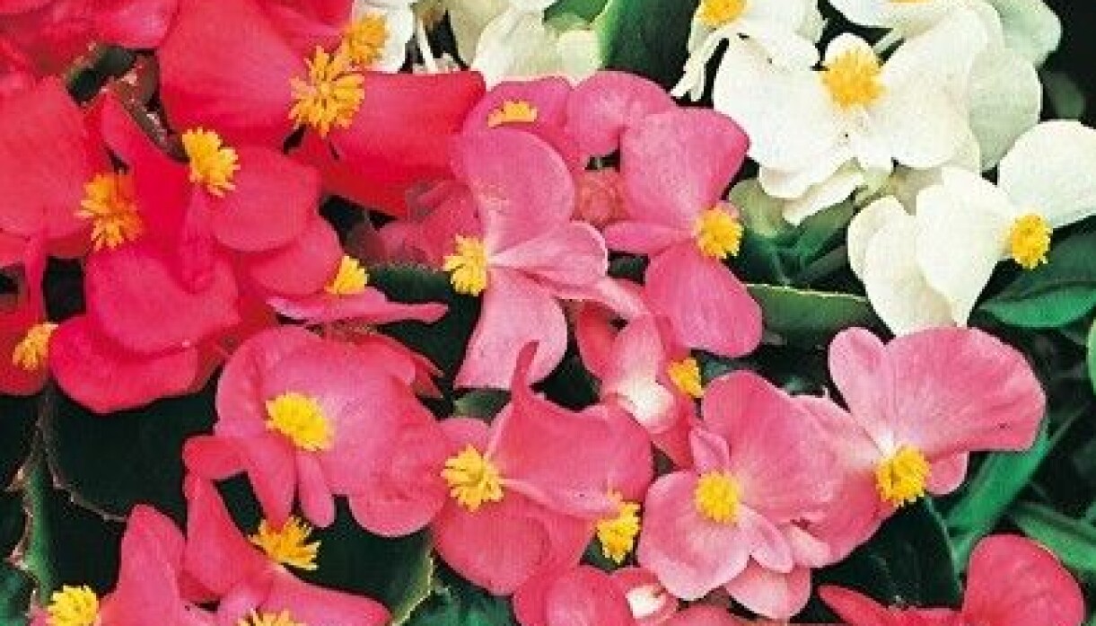 Foto: Odla.nu Begonia Summer Rainbow F2