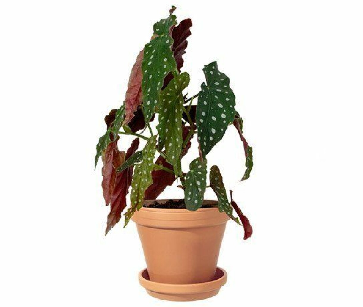 Foto: Interflora Forellbegonia i terracottakruka