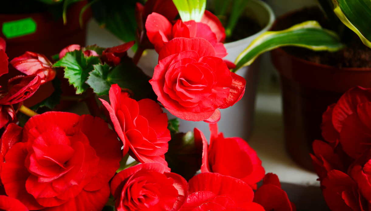 Foto: Shutterstock/TT Dubbel storblommig begonia – röd