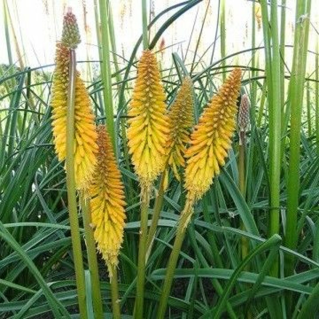 En exotisk fackellilja med gula blommor och bronsfärgade stjälkar.