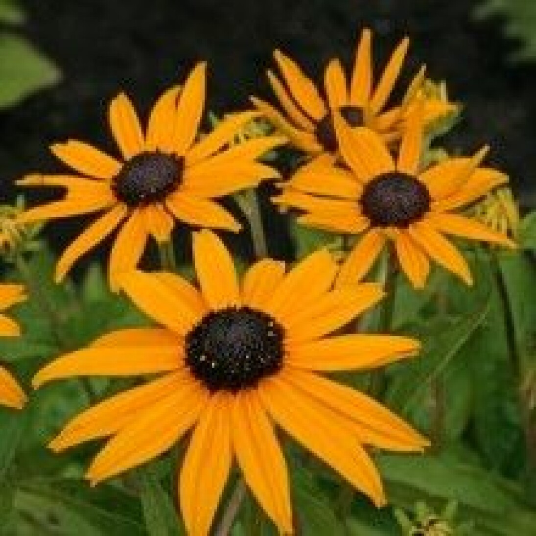Rudbeckia fulgida 'Goldsturm'