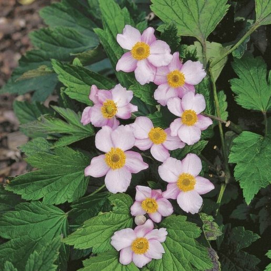 höstanemonen har långa och ståtliga silverrosa blommor