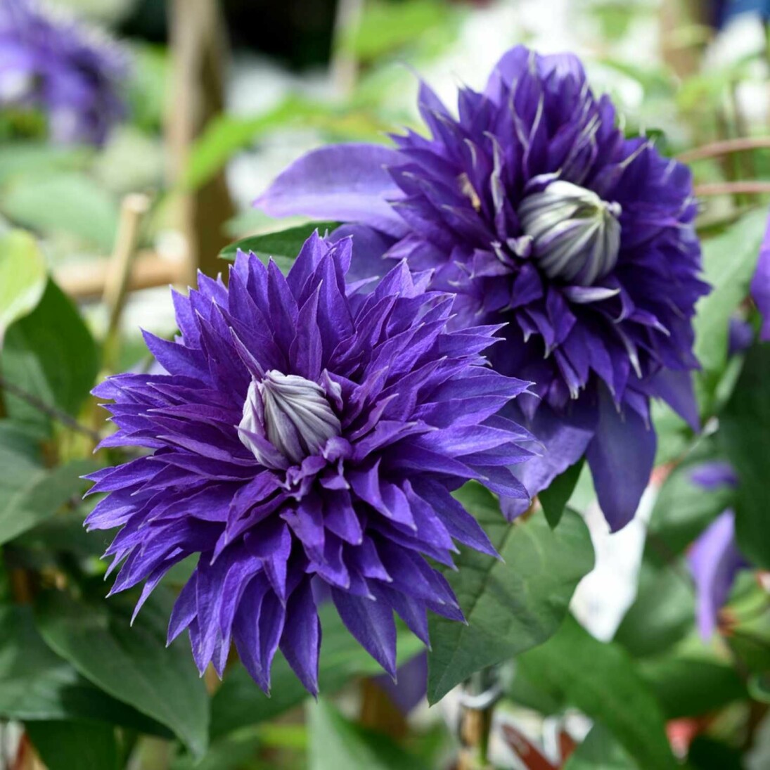 En tidigblommande klematis
