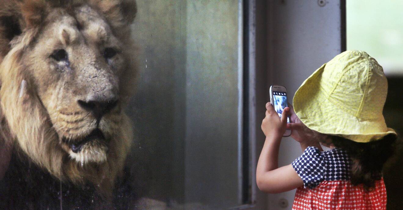 Flicka fotograferar ett lejon med mobilen