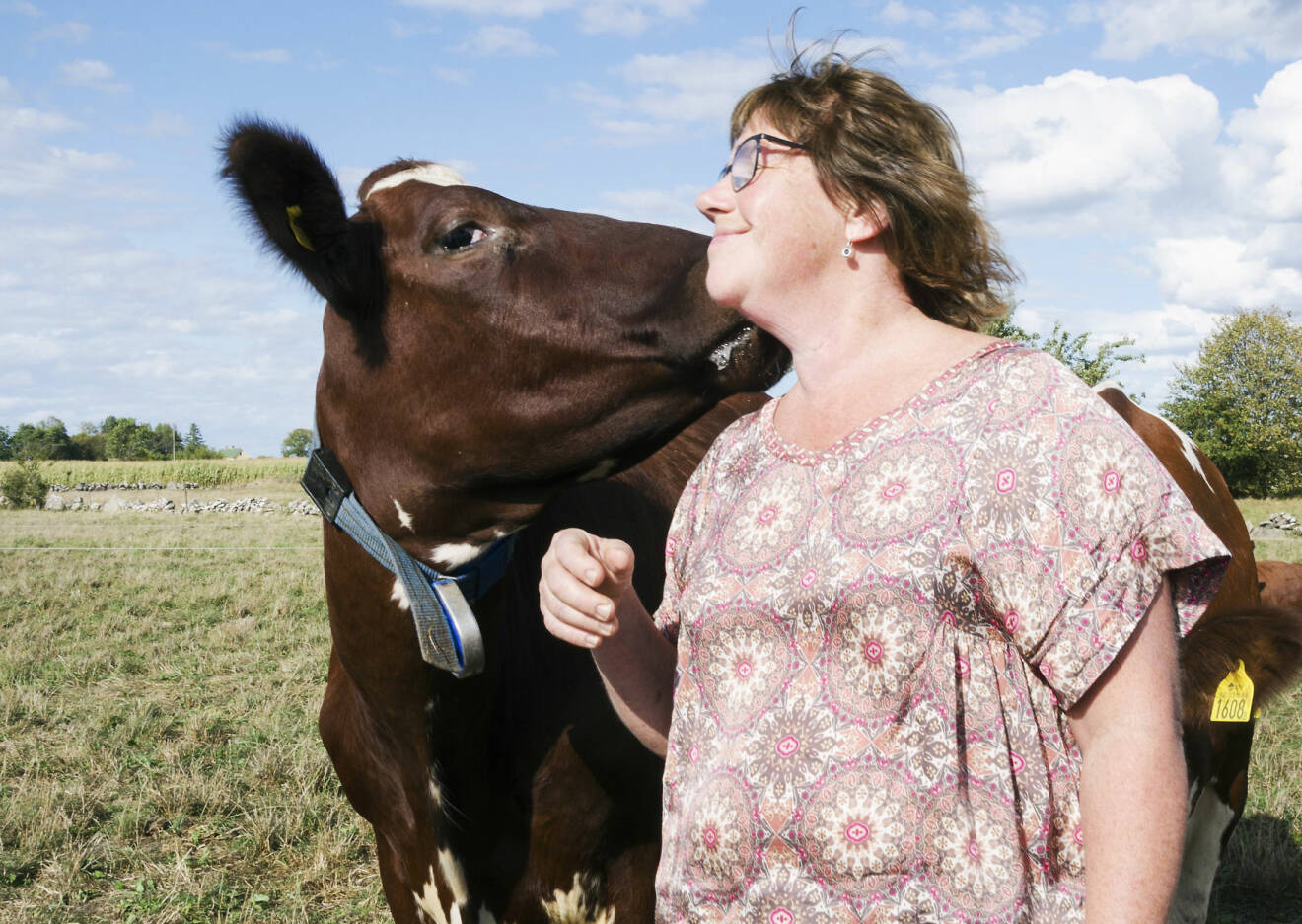Kerstin och en brun ko pussas.