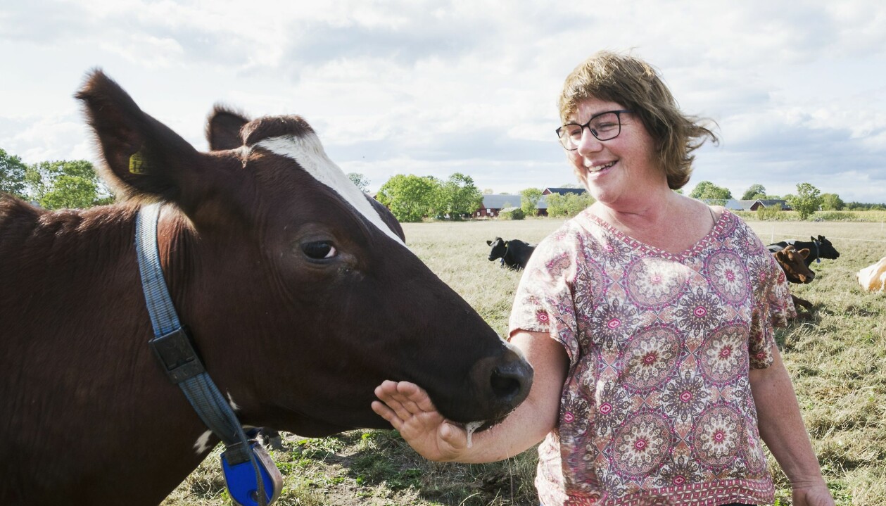 Livets motgångar har gjort henne klokare, tycker Kerstin. foto: Kristina Wirén Kerstin ser glad ut när hon klappar en röd ko med vit bläs.