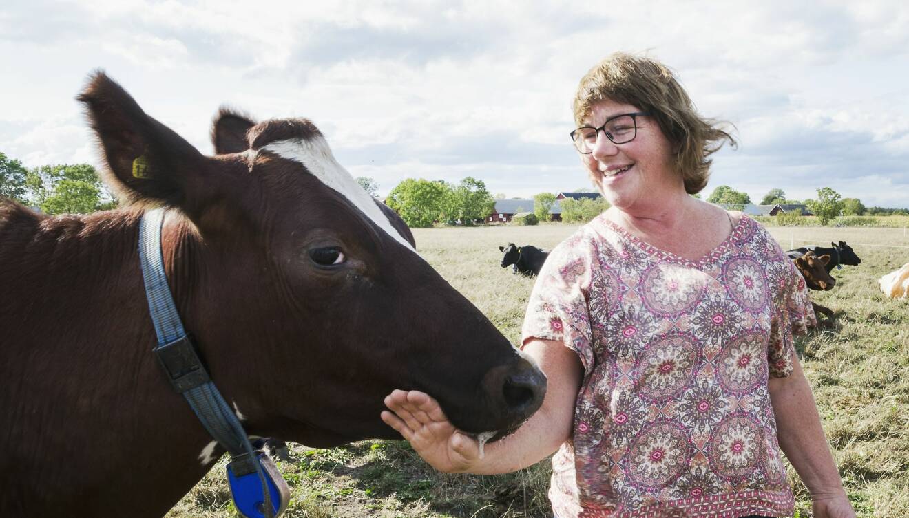 Kerstin ser glad ut när hon klappar en röd ko med vit bläs.