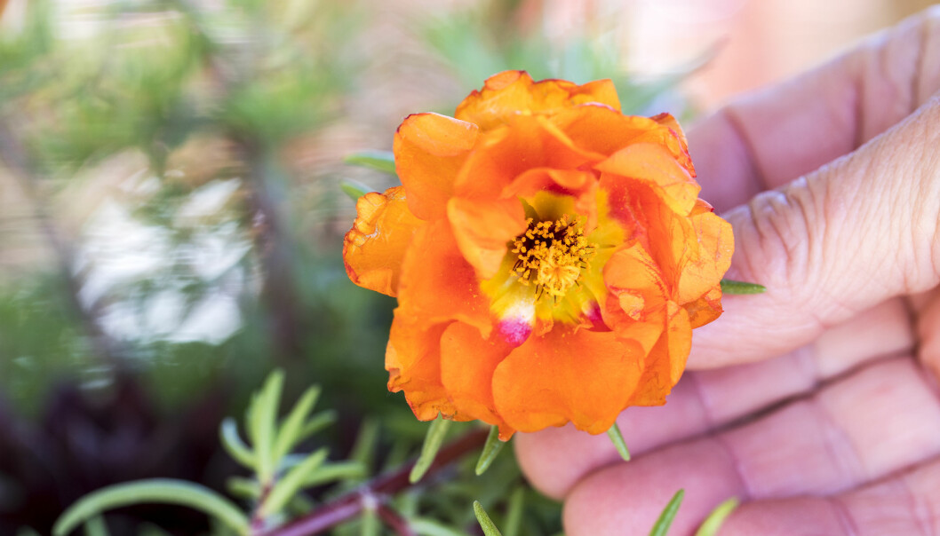 … liksom praktportlaken. Och klarar sig därmed utan vatten ett tag. praktportlaken