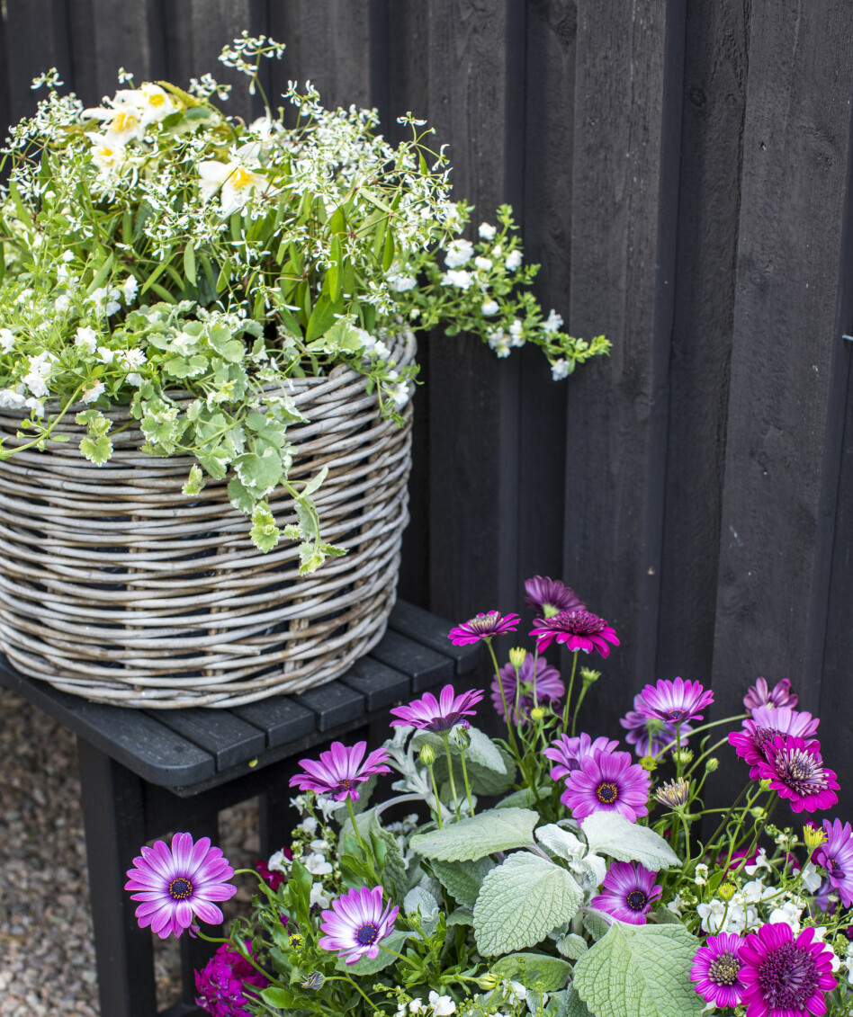 Korgen till vänster innehåller skuggtåliga sommarblommor. Den lilablommande korgen ska ställas i solen där de växterna blir som bäst. skuggtåliga sommarblommor.