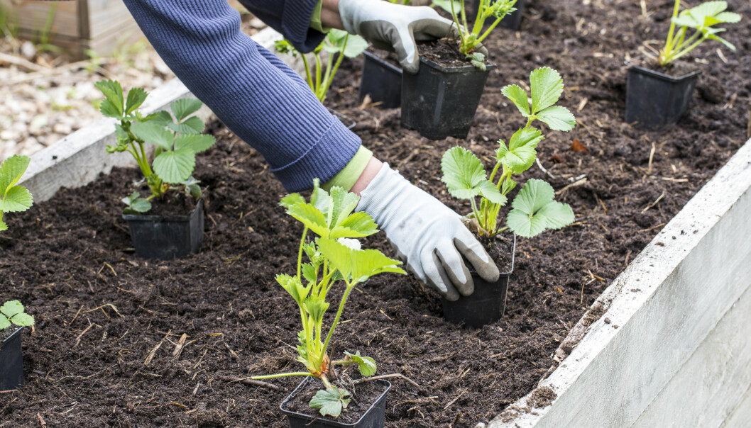 Plantorna sätts något tätare i odlingslådan än på friland. Placera ut dem innan du planterar. Plantorna sätts något tätare i odlingslådan än på friland