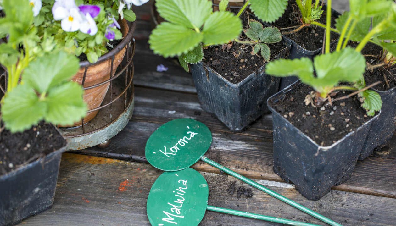 Sätt i namnetiketter. Inte minst när plantorna börjar skicka ut revor med nya plantor är det svårt att hålla reda på sorterna. namnetiketter