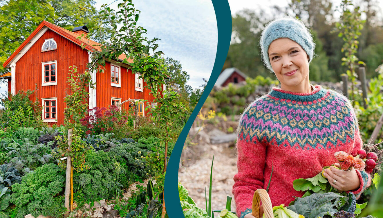 Delad bild. Till vänster: Sara Bäckmos hus och trädgårdsodling. Till höger: Sara Bäckmo med nyskördade grönsaker.