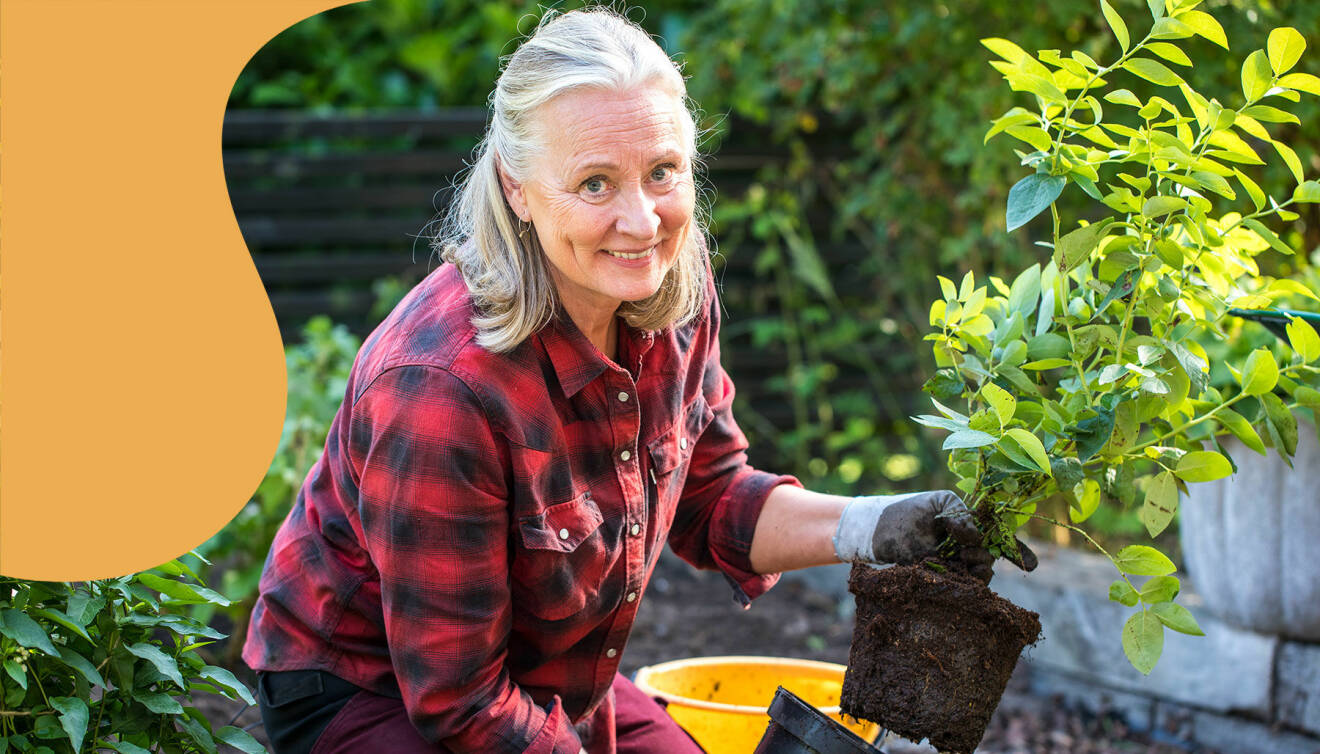 Trädgårdsexperten Anni Jähde planterar en blåbärsplanta och berättar för dig hur du ska gå till väga för att lyckas med bärbuskar.