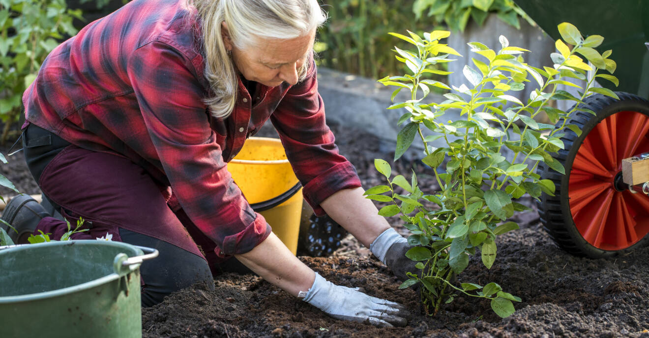 Anni visar hur du planterar din blåbärsbuske i marken.