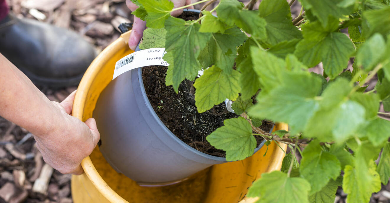 Anni Jähde visar hur du genomvattnar rötterna på din bärbuske i en hink innan du planterar den.