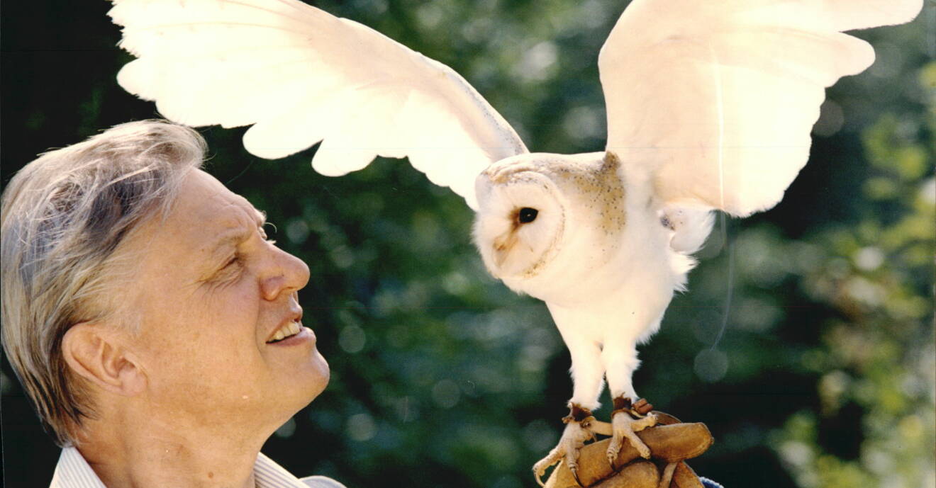 David Attenborough med tornuggla.