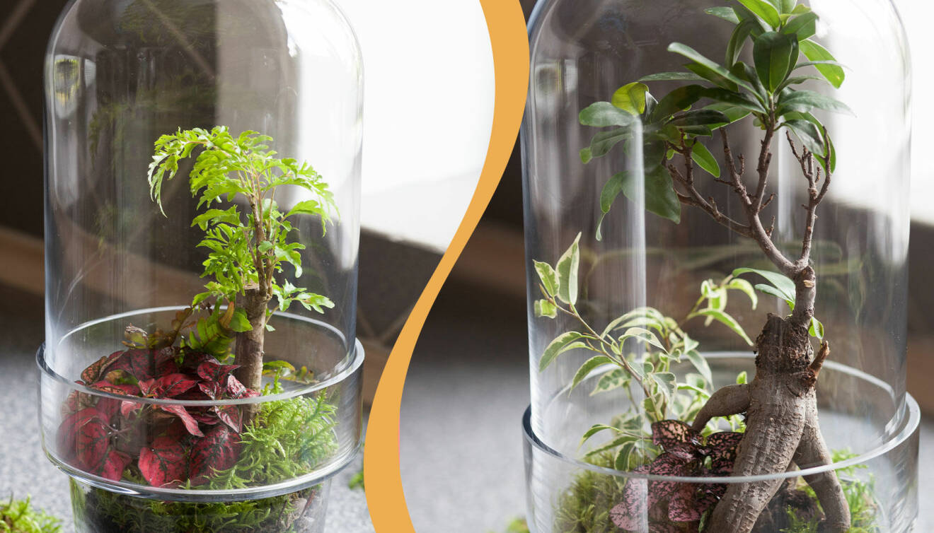 Två olika exempel på enkla terrarium du kan göra till dina växter.